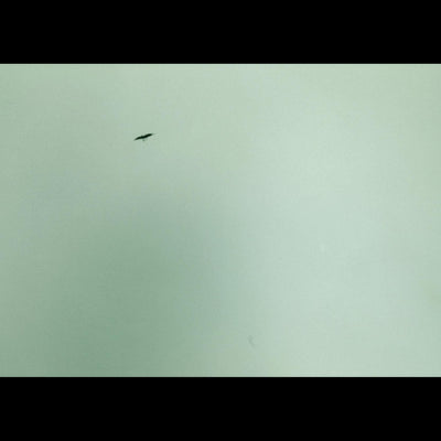 Cover Felix Gonzalez-Torres