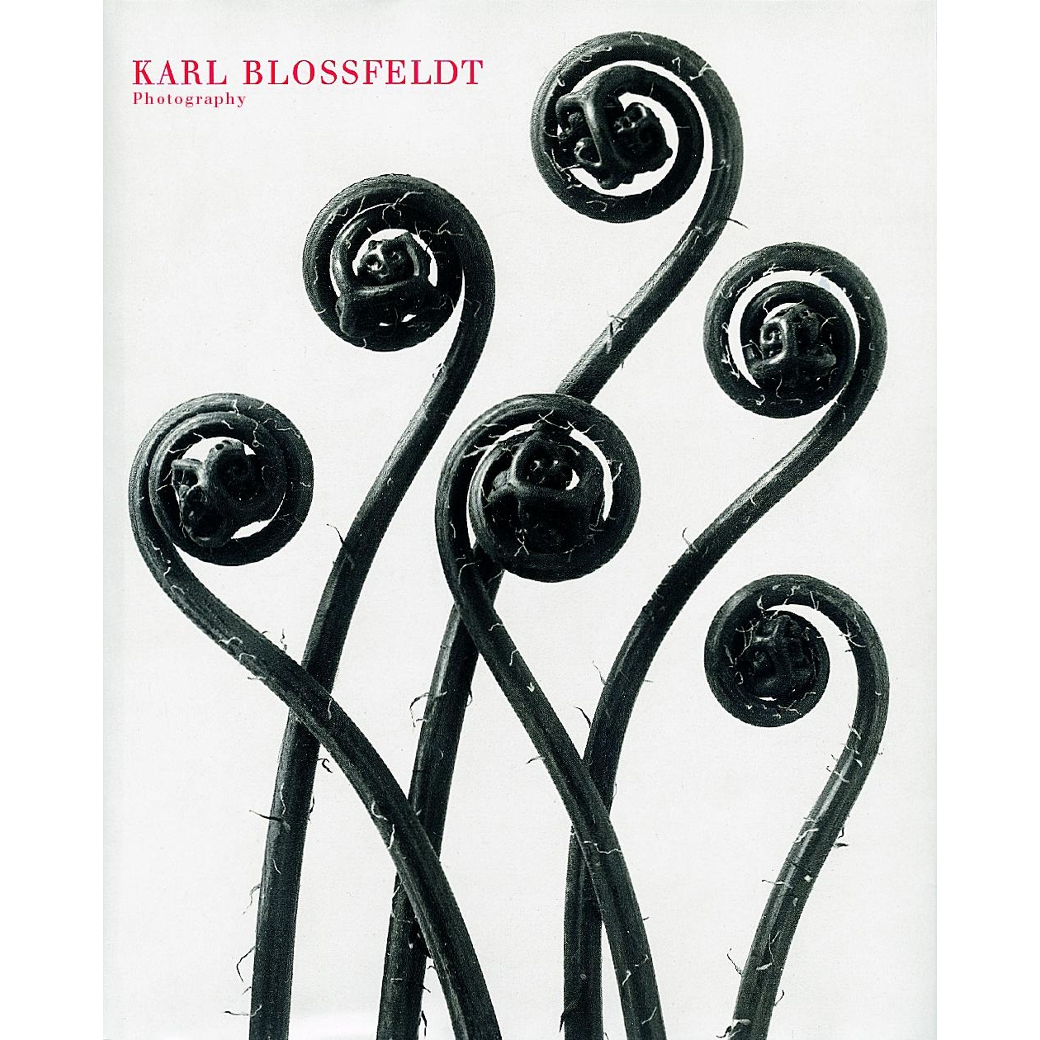 アート・デザイン・音楽 90s Karl Blossfeldt art book Karl Blossfeldt | Hatje Cantz Verlag