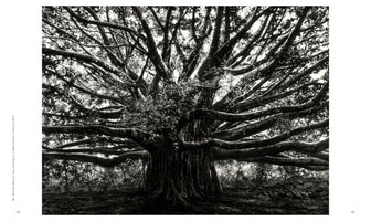 Eine Schwarz-Weiß-Fotografie eines riesigen Banyan-Baumes, dessen massiver, knorriger Stamm sich in unzählige dicke Äste aufteilt, die sich wie ein dichtes Netz über das gesamte Bild ausbreiten.