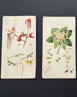 Hilma af Klint. Flora